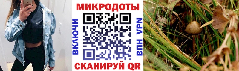 Купить где  Ясногорск  Галлюциногенные грибы мицелий 